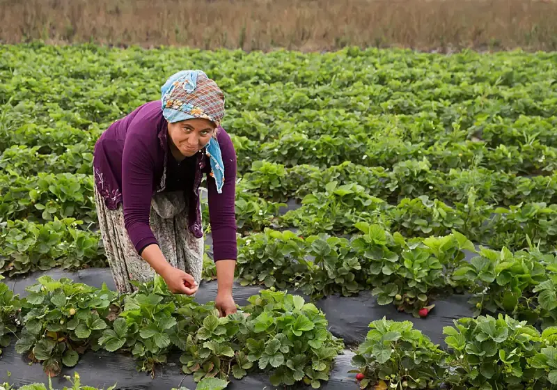 A woman in a headscarf picking strawberries from plants growing on black mulch