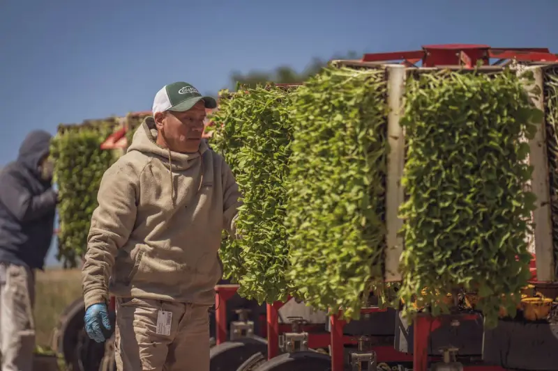 Farm worker in blue gloves beside racks of leafy green plants on field machinery