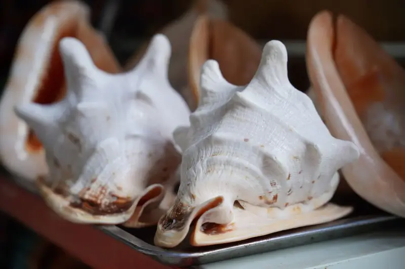 Large conch shells arranged on a silver tray