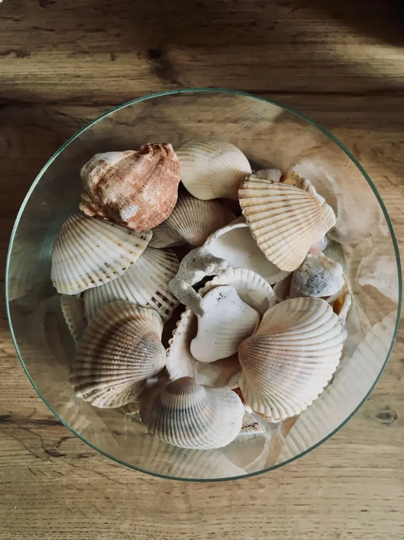 Top view of white and brown seashells in a clear glass bowl on wood