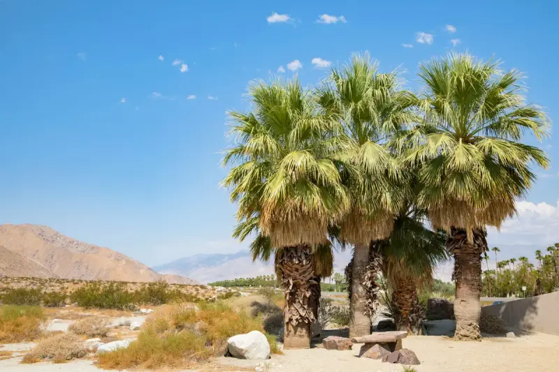 Palm trees and desert mountains near Palm Springs under a clear blue sky