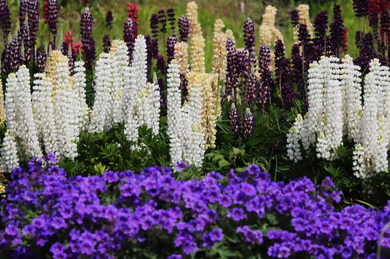 Bed of white and purple lupines above purple annuals in a garden