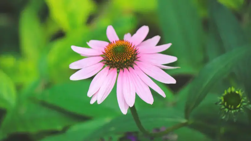 Pink coneflower in bloom against green foliage