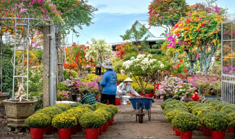 Garden yard with rows of potted mums and flowering trees and workers with a wheelbarrow