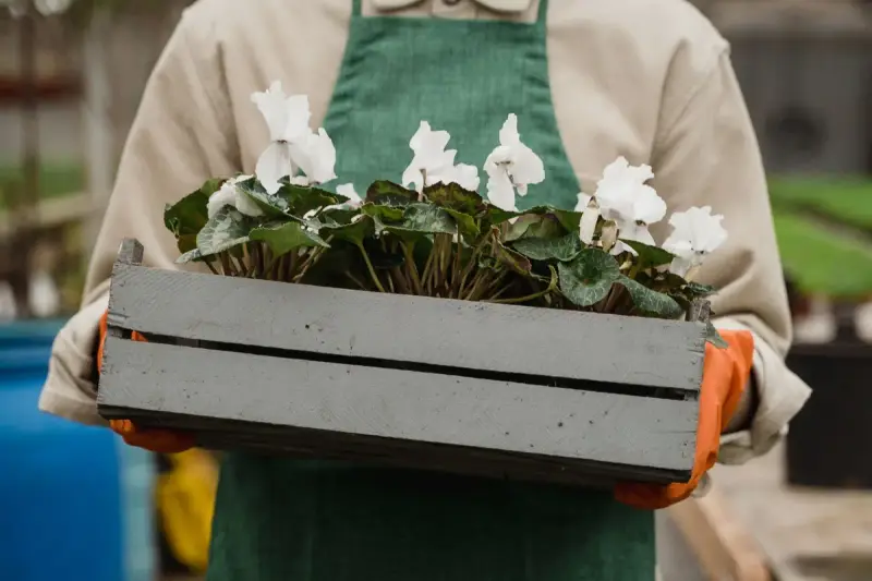 Gardener in a green apron carrying a wooden crate of white cyclamen