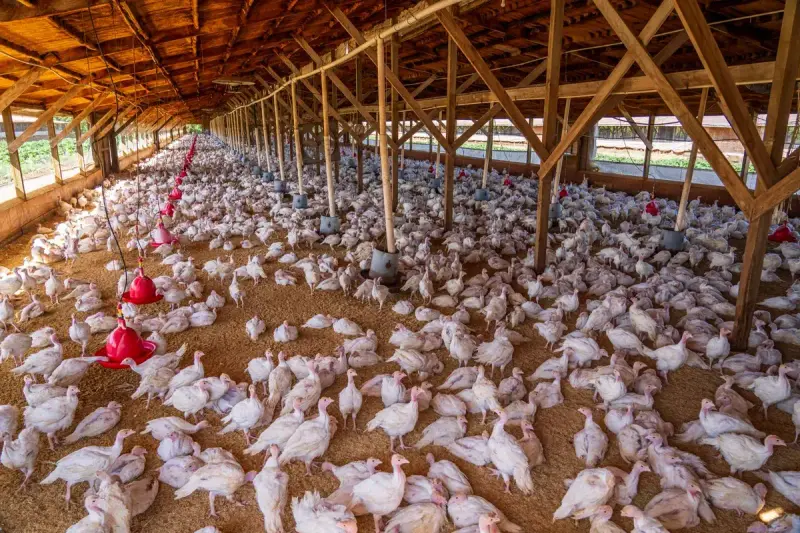 Wide view of chickens inside a large indoor poultry house lit by natural light