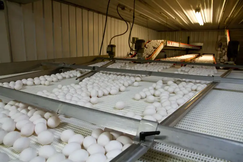 Eggs moving through an automated sorting line in a North Carolina egg production facility