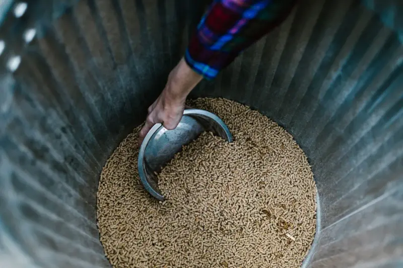 Close-up of a hand scooping animal feed from a metal bin with a bowl