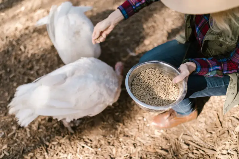 A woman farmer feeding a flock of white turkeys outdoors on a sunny day