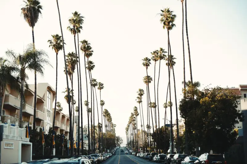 Tall palm trees lining a long Los Angeles street under a pale sky