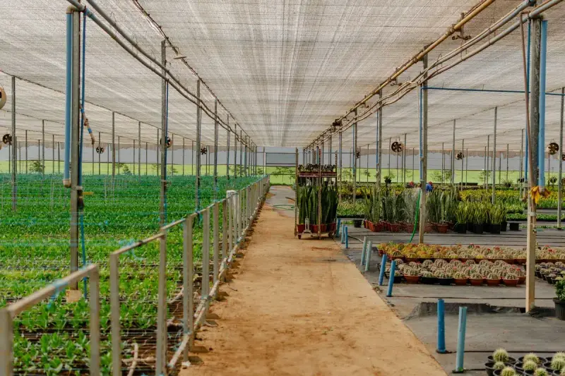 Long shade-house nursery with rows of young plants, potted succulents and an irrigation line