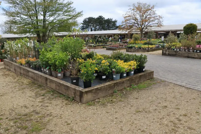 Wide view of a plant nursery yard with raised beds of potted shrubs and perennials under a cloudy sky