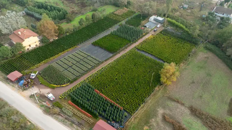 Aerial view of a tree nursery with organized rows of young trees and autumn foliage