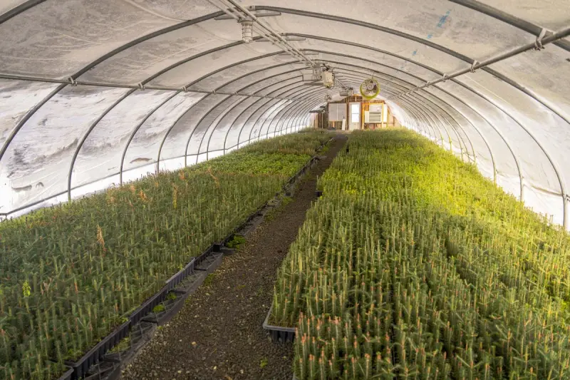 Long hoop greenhouse filled with trays of young pine seedlings