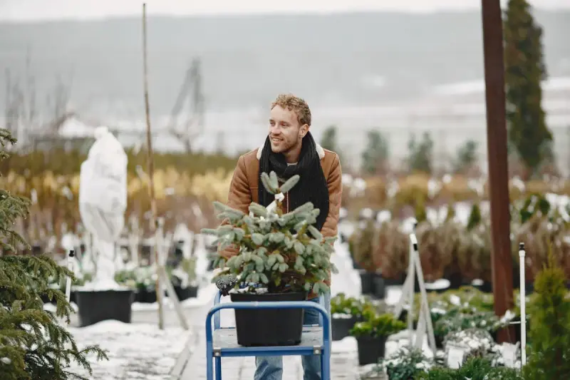 Man in a winter jacket pushing a cart with a potted blue spruce through a snowy nursery