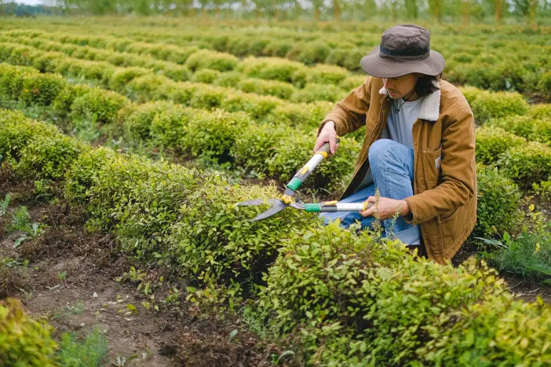 Gardener trimming rows of shrubs with hand shears in an open field