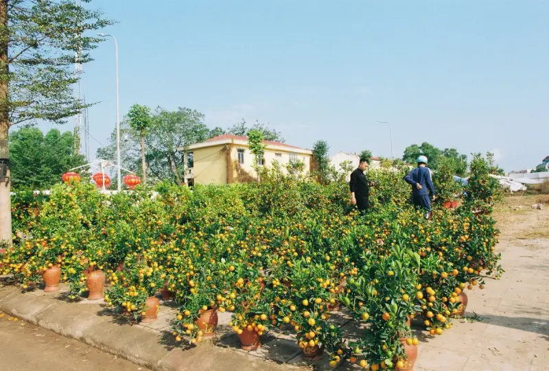 People inspecting rows of potted citrus trees outdoors on a sunny day