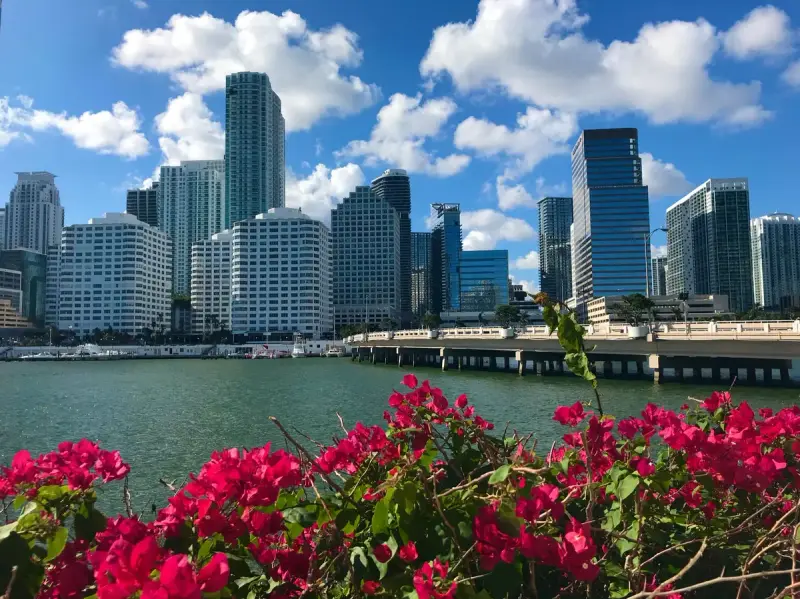 Miami skyline with bougainvillea and waterfront under a clear sky