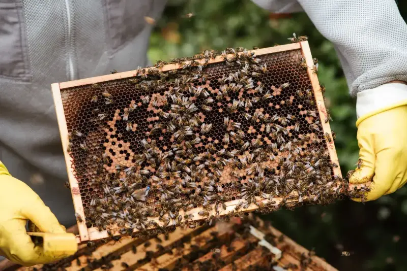Beekeeper in yellow gloves holding a honeycomb frame covered with bees above an open hive