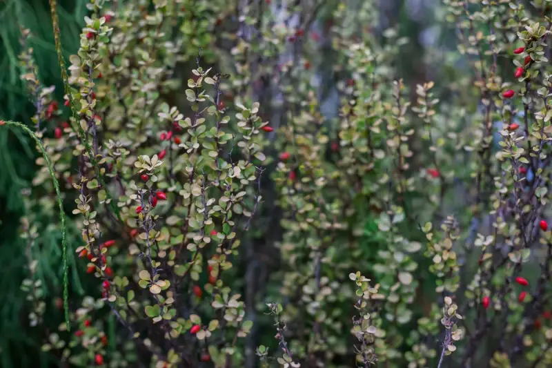 Dense barberry shrubs covered in small red berries