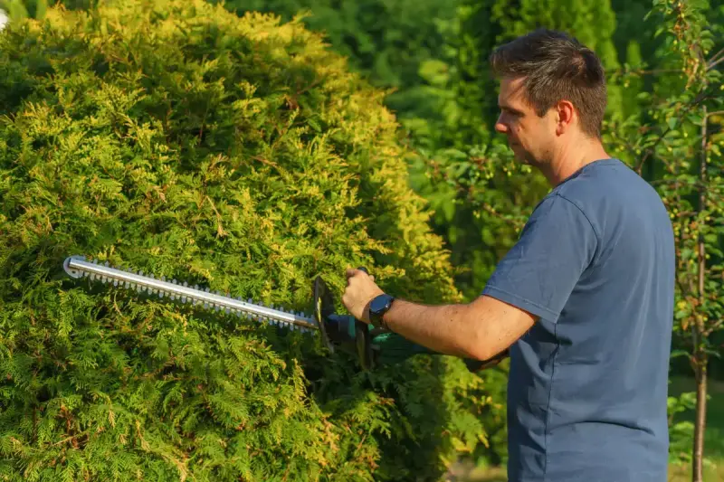 Man shaping an evergreen hedge with an electric hedge trimmer