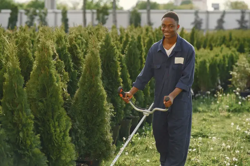 Smiling nursery worker in coveralls trimming grass between rows of arborvitae