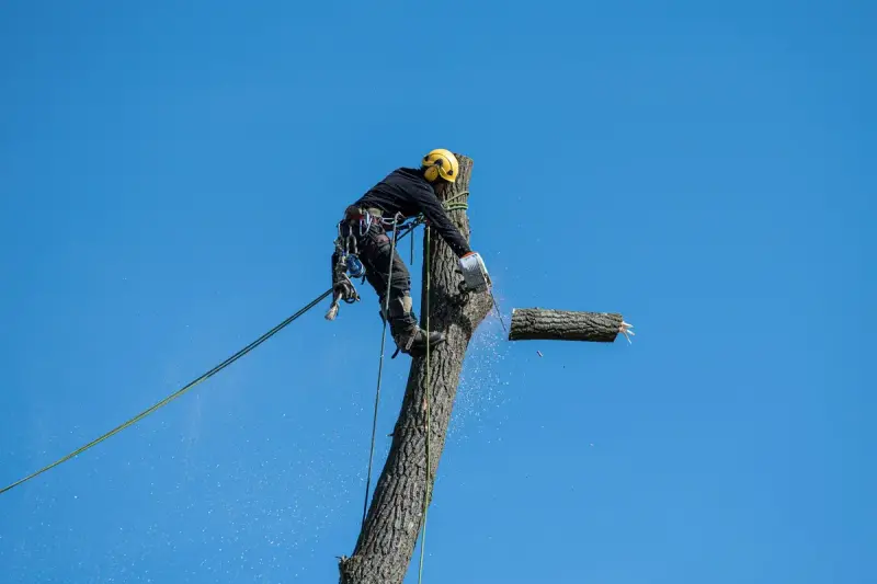 Arborist in a helmet roped into a tall trunk cutting a section with a chainsaw