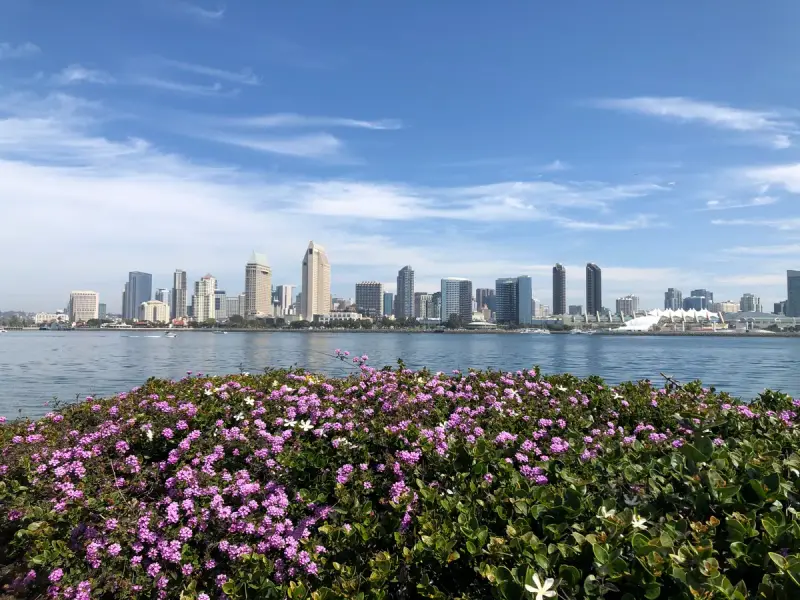 Downtown San Diego skyline across the bay, with flowering shrubs on the Coronado shore in front