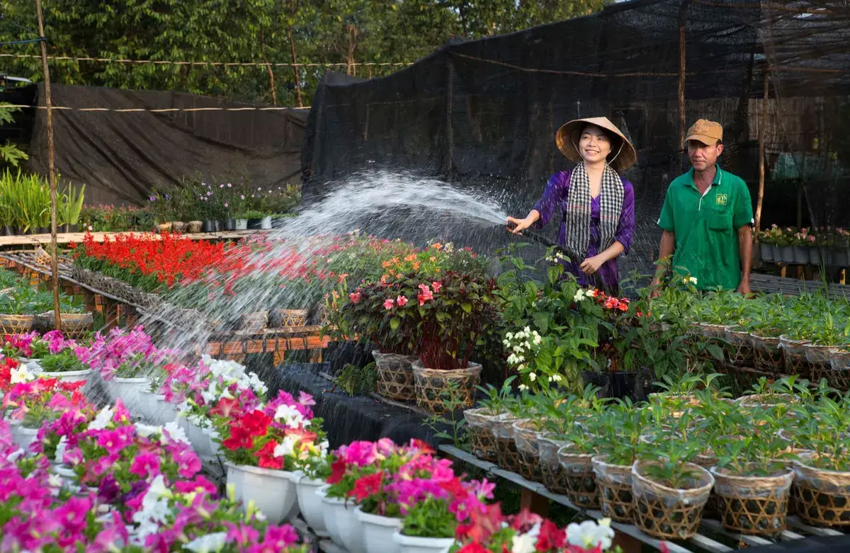 Two gardeners watering rows of colorful flowering plants with hoses in an outdoor nursery
