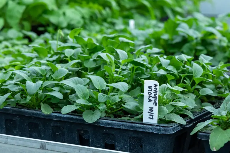Close-up of green viola seedlings with a plant label in a nursery tray