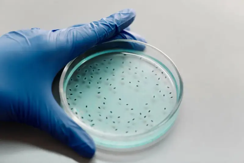 Blue-gloved hands holding up a petri dish with small bacterial colonies against white light