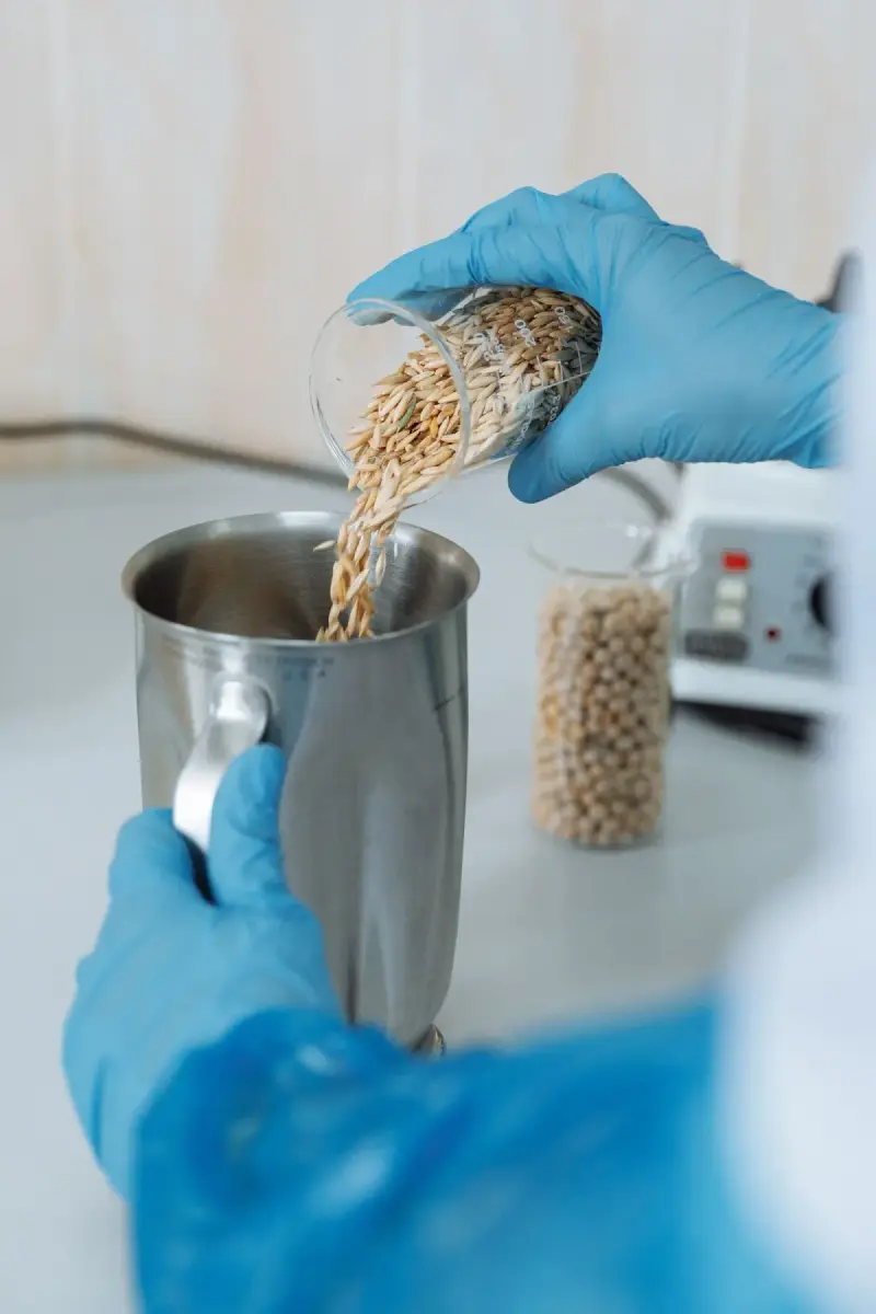 Gloved laboratory worker pouring grain into a metal container