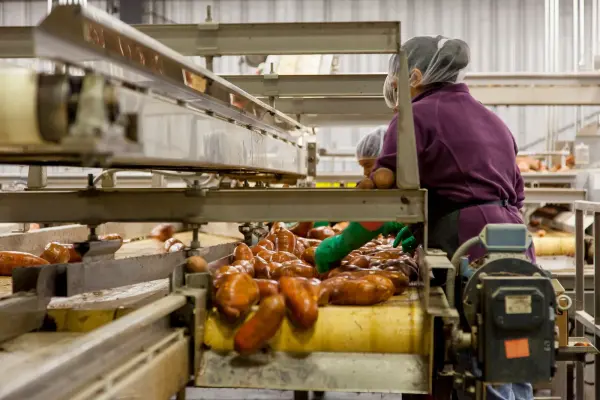 Workers inspecting vegetables on an industrial processing conveyor