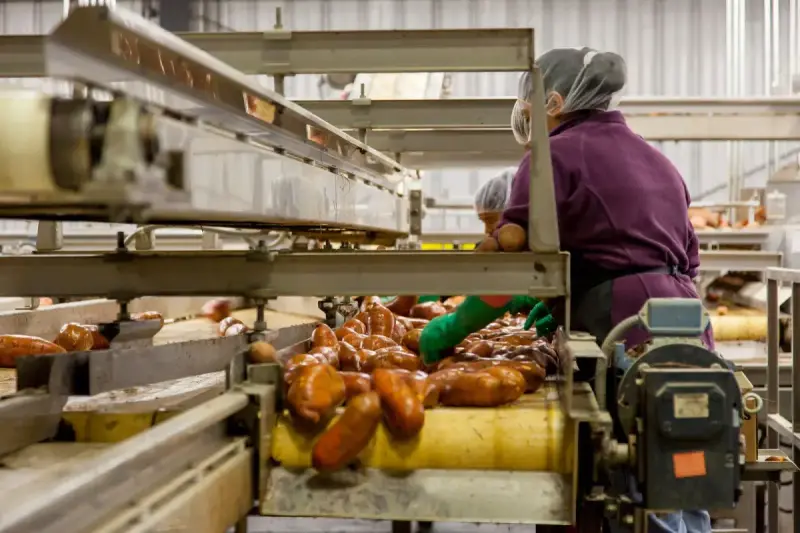 Workers inspecting vegetables on an industrial processing conveyor