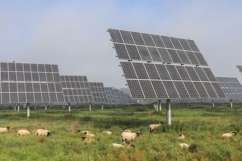 Sheep grazing among rows of solar panels on a green field