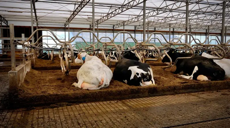 Dairy cows resting in stalls inside a long, bright barn