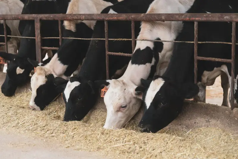 Holstein cows feeding on hay through a barn rail