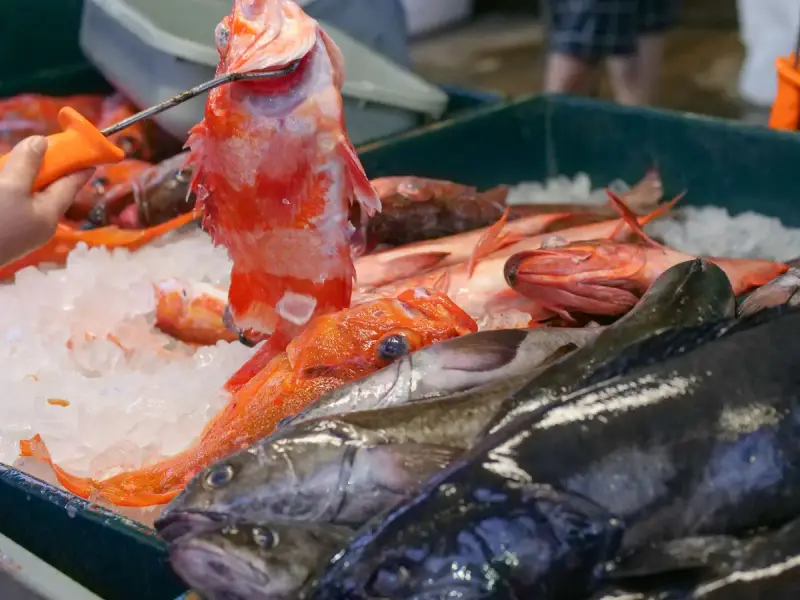 Whole red rockfish and dark cod laid on crushed ice in a market display bin