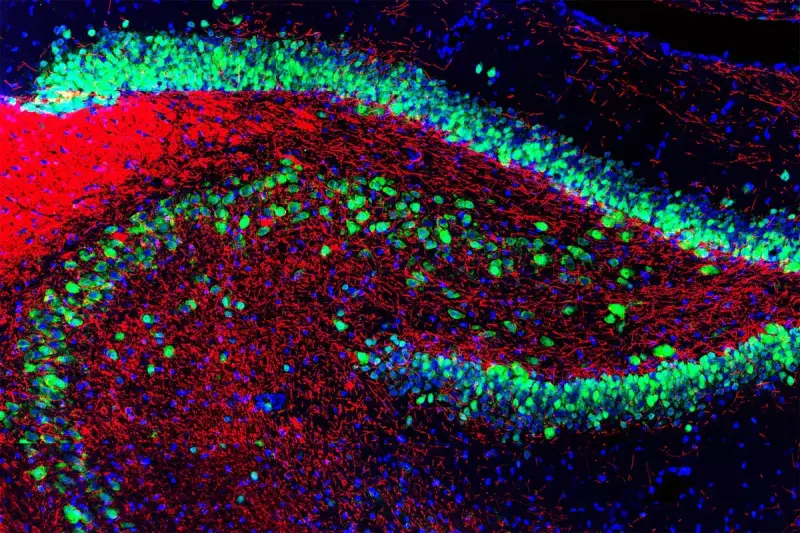 Hippocampus tissue section stained green, red and blue, showing curved bands of neurons