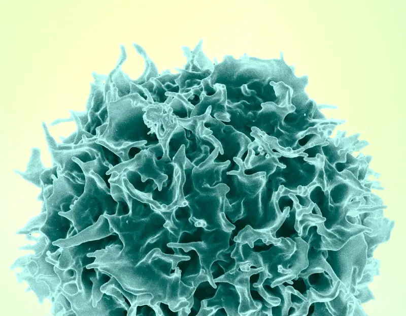 Colorized scanning electron micrograph of a single T cell with a ruffled teal surface
