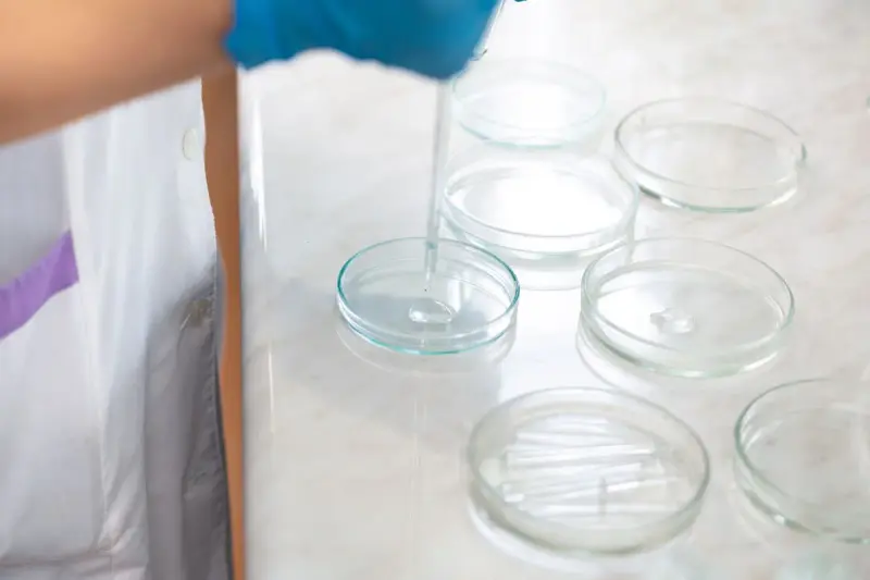 Gloved hand using a dropper to fill a row of clear petri dishes on a lab bench