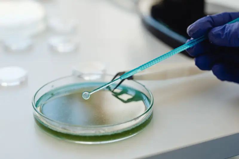 Pipette adding a sample to a petri dish during an experiment