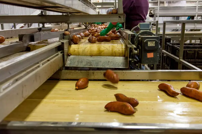 Sweet potatoes dropping from a steel conveyor onto a wide sorting belt in a processing plant