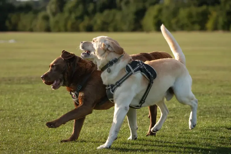 Two Labrador retrievers running side by side across a sunny grassy park