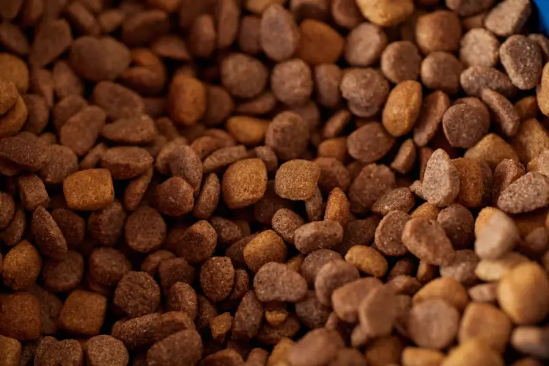 Close-up of dry dog food kibble showing its shape, texture and color