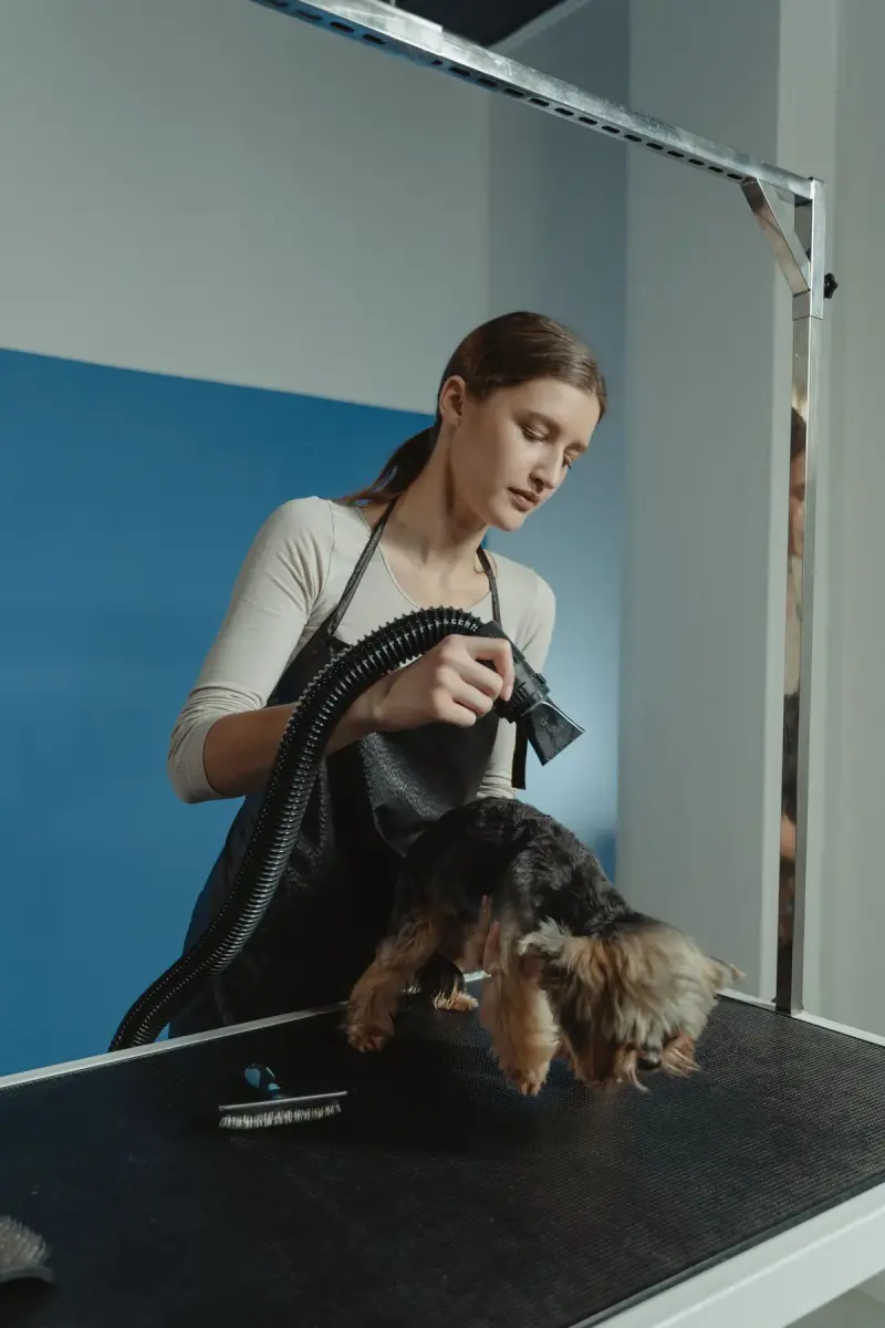Professional groomer blow-drying a Yorkshire terrier on a grooming table