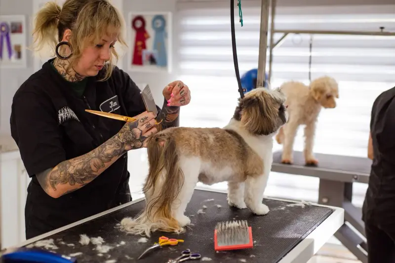 Groomer styling a Shih Tzu in a grooming salon while another dog waits