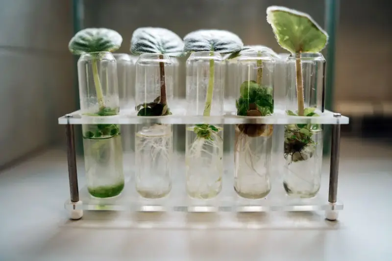 Rows of test tubes holding young plant cuttings in a micropropagation lab