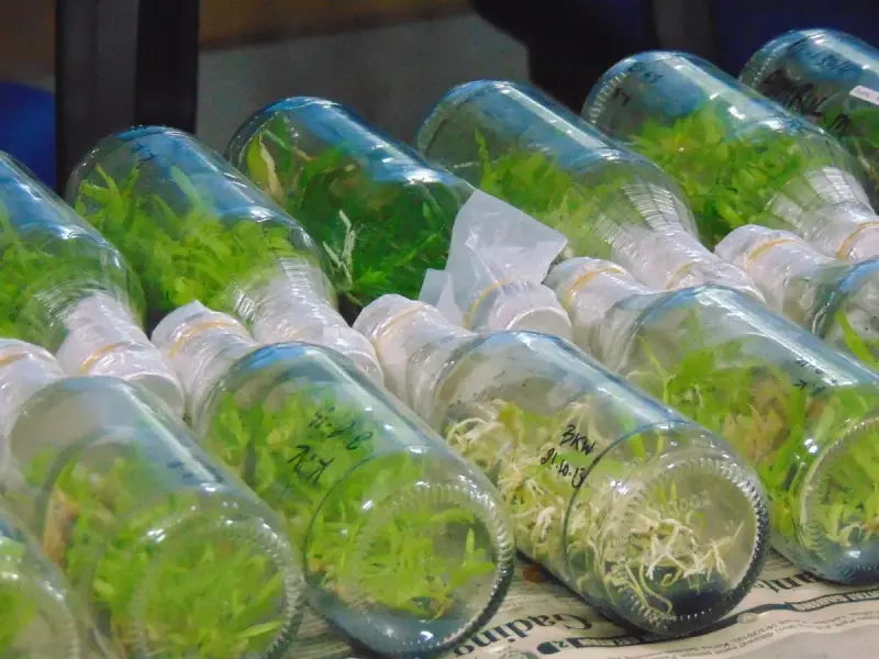 Plant tissue cultures growing in rows of glass bottles