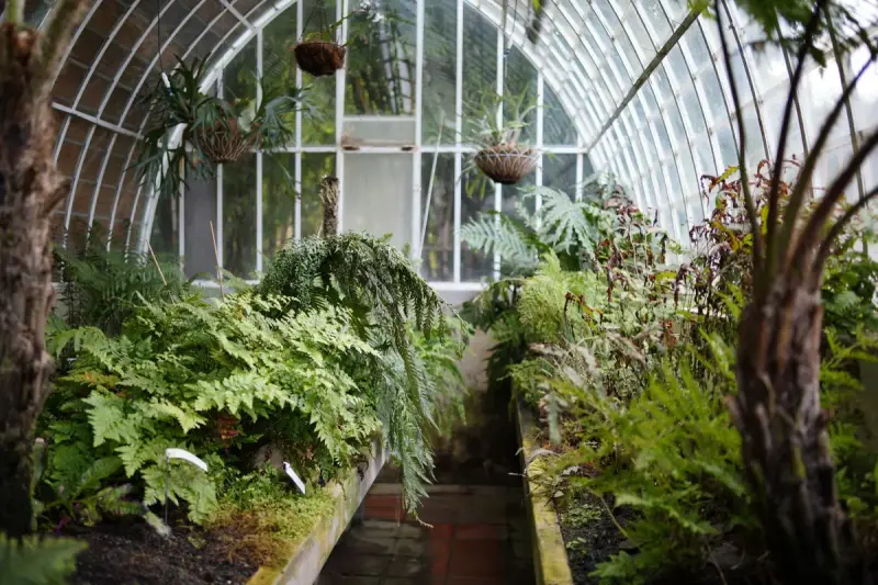 Greenhouse interior with ferns, palms and hanging baskets along a planted aisle